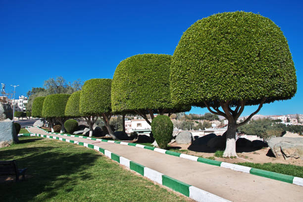 Diagram över trädresiliens