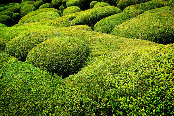 Arborister på utbildning i skog