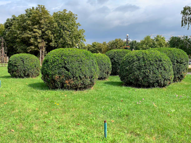 Bibliotek med naturinspirerad design